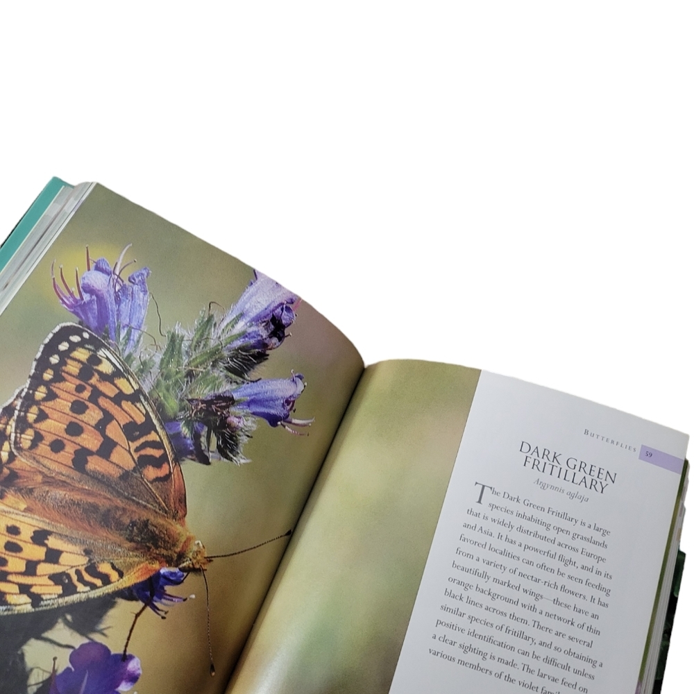 ⭐️ A Pocket Guide to Insects - Picture 3 of 5